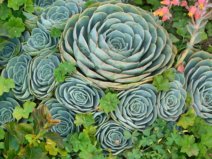 mature echeveria plant with babies