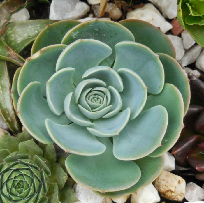 Echeveria domingo