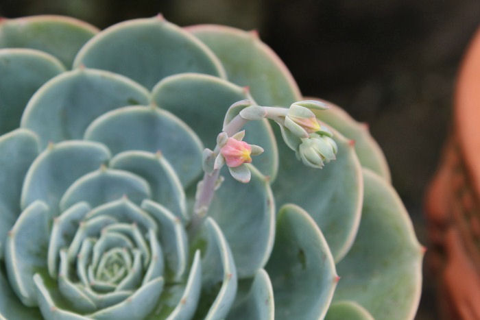 echeveria flower bud