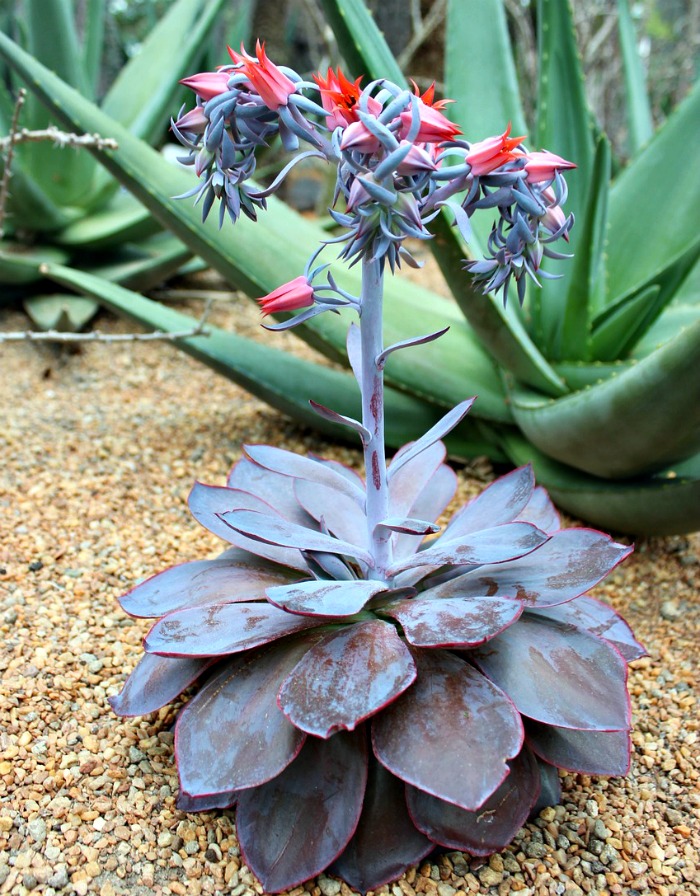 echeveria bloom
