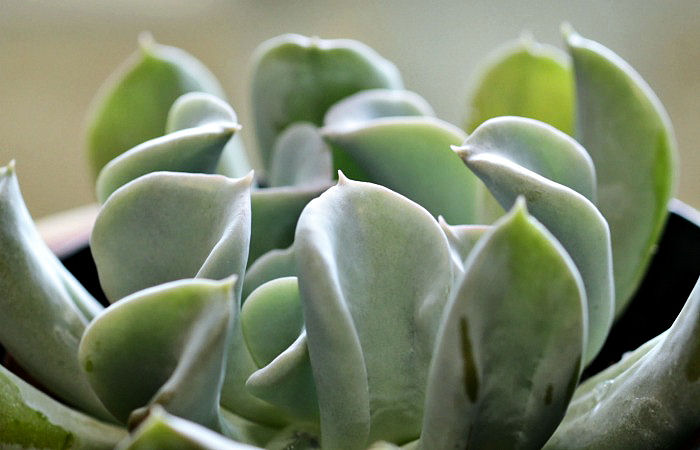 echeveria topsy-turvy leaves