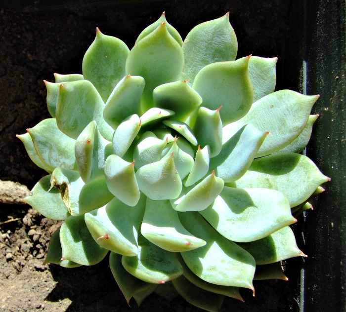 Echeveria Lola