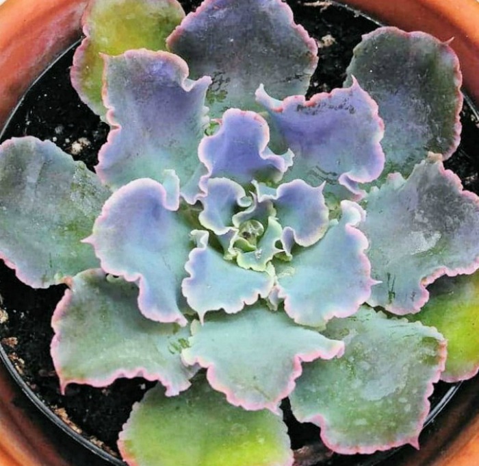 Echeveria neon breaker succulents