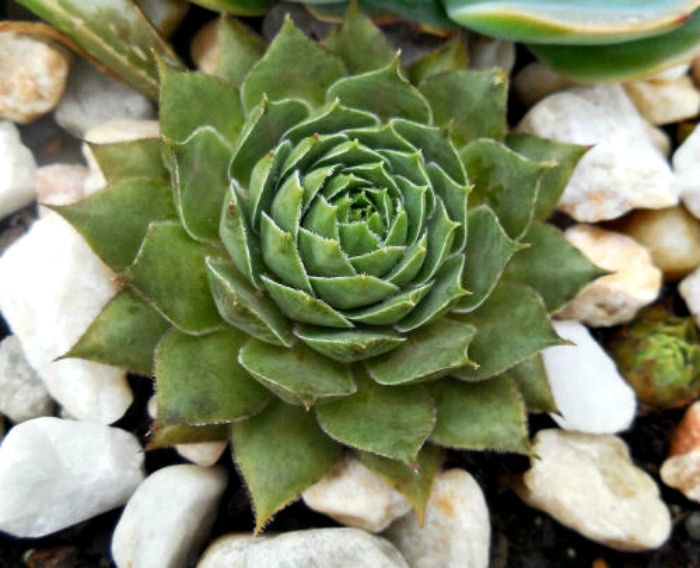 echeveria loves a sunny spot in a rock garden