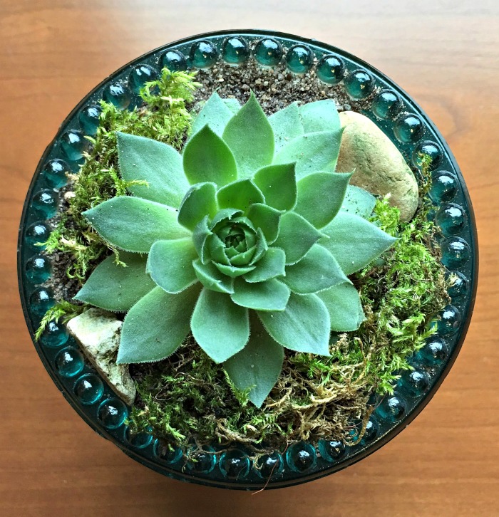 Echeveria in a pot