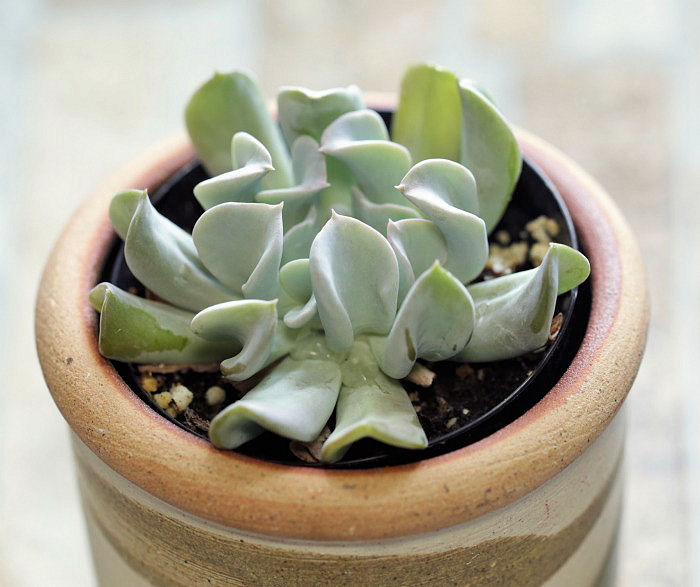 Echeveria topsy turvy
