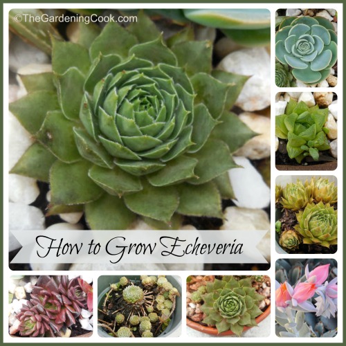 How to Grow Echeveria
