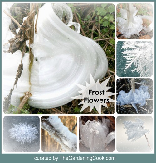 Frost Flowers - Nature's short lived Beauties