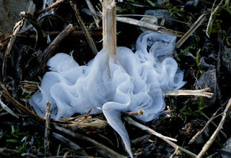 Frost Flower