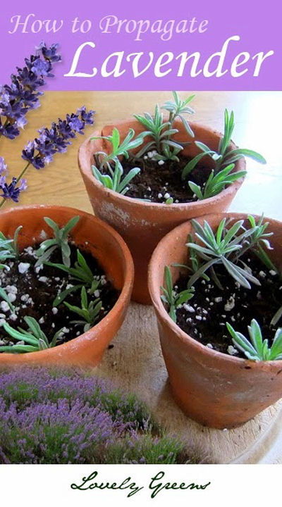 How to Propogate Laveander for free plants