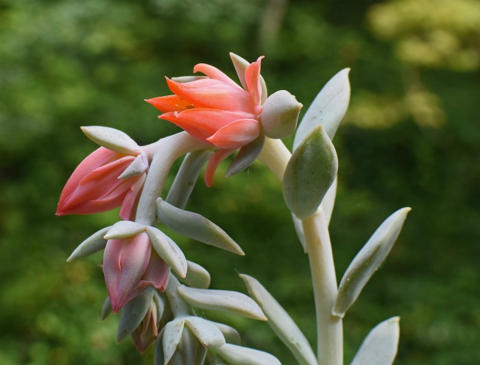 echeveria flower