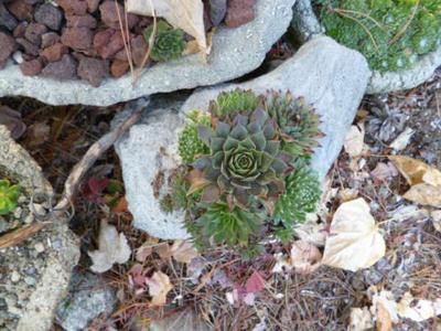 Preparing your succulents for the winter.