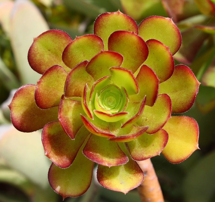 How to grow echeveria