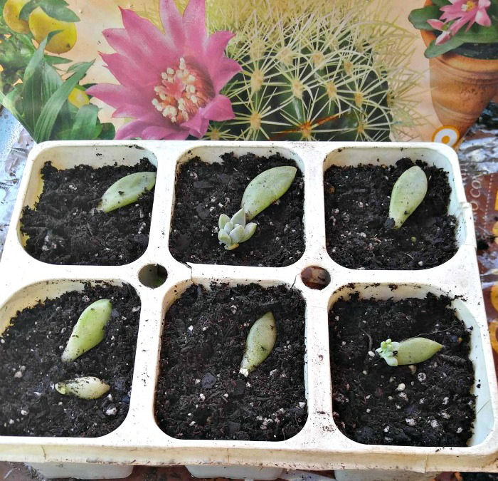 succulent leaf cuttings
