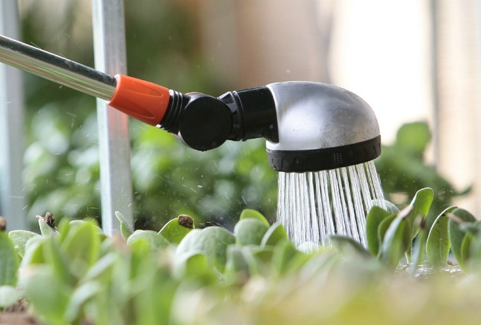 watering succulents