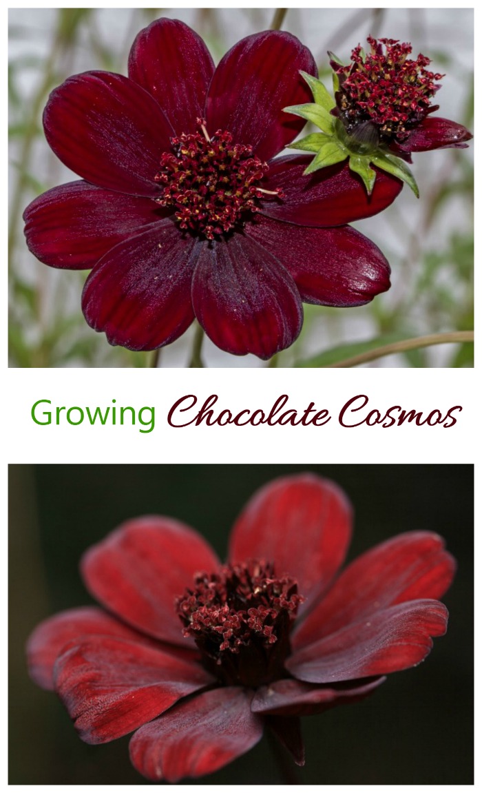 Chocolate is not just for snacking. This lovely plant is called Chocolate Cosmos. It has a reddish chocolate color and light vanilla fragrance that gets stronger as the day goes one. See how to grow it on The Gardening Cook