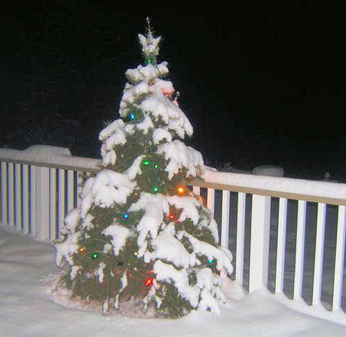 Oustide Decorated tree from sensiblegardening.com/