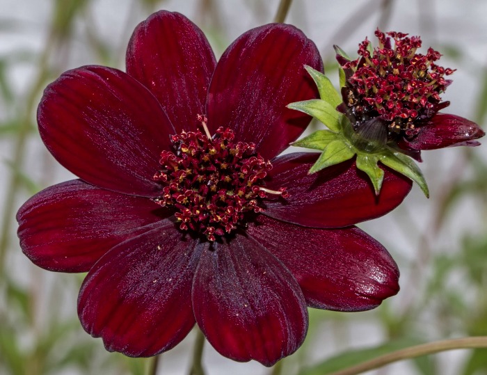 Chocolate Cosmos – One of the Rarest Flowers
