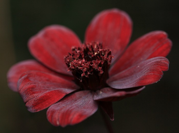 Opening center of a chocolate cosmos
