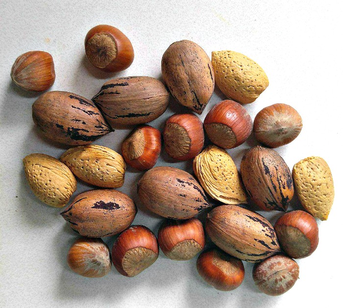 raw nuts in shells