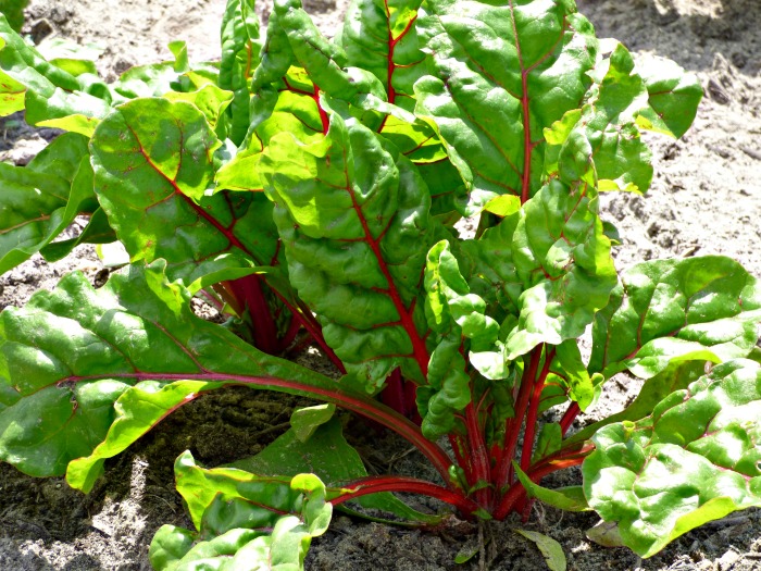 Growing Swiss Chard