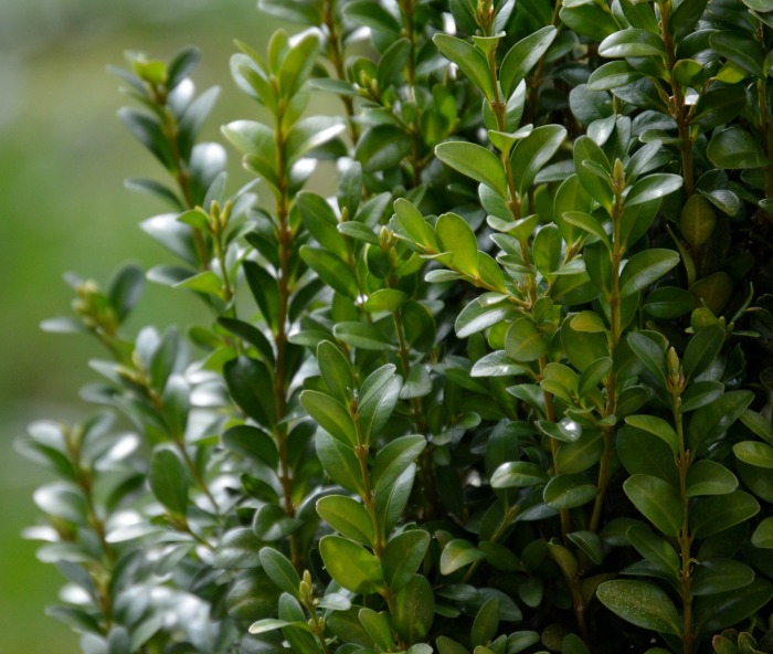 Boxwood branches