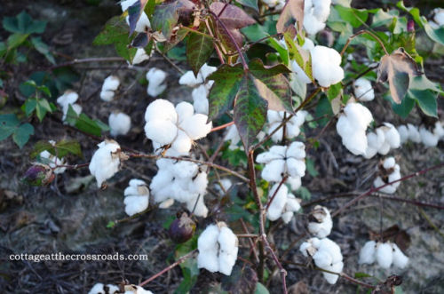 Cotton Pickin' Time from cottageatthecrossroads.com