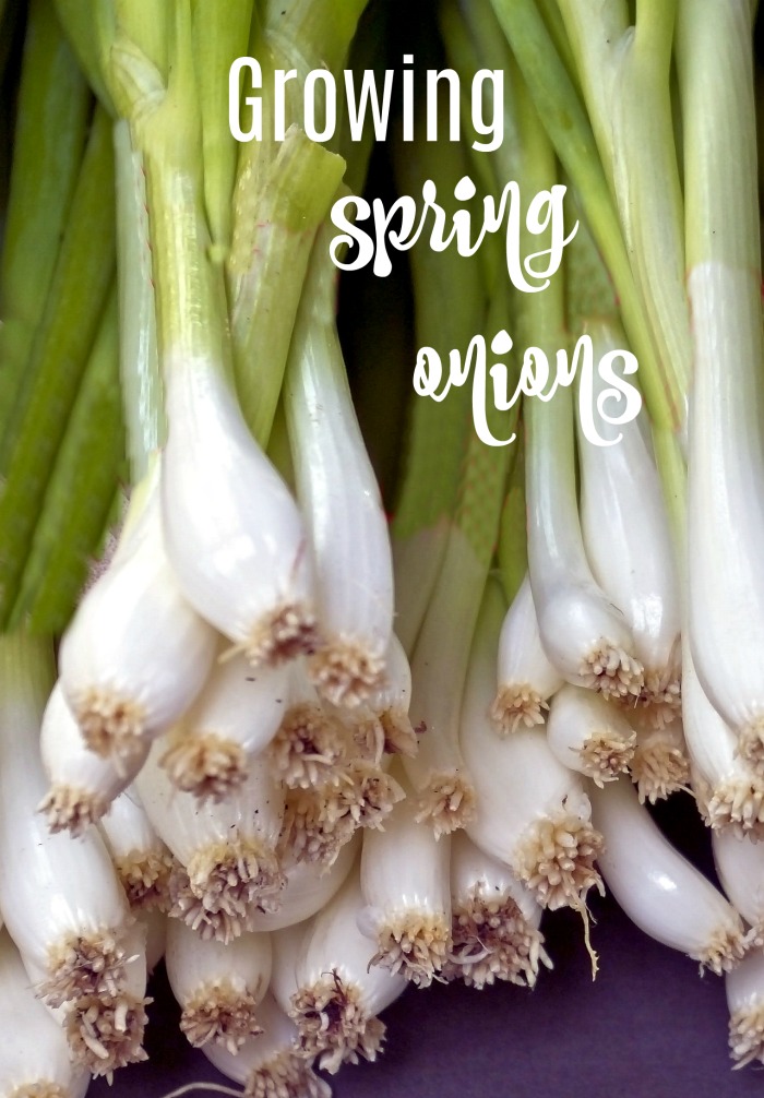 Growing spring onions