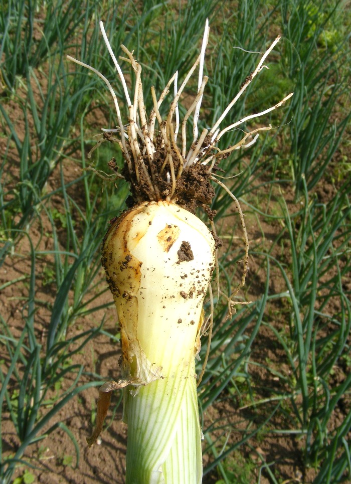 Harvesting spring onions