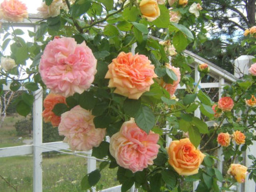 Peach colored flowers from sensiblegardening.com