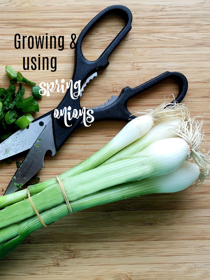 Tips for using, harvesting and growing spring onions