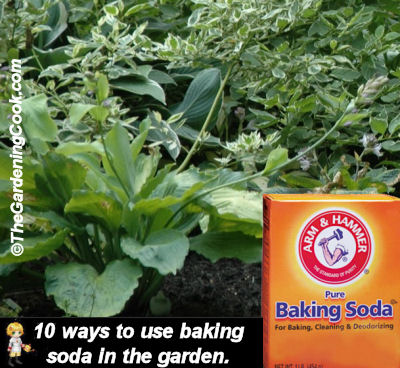 https://staging.thegardeningcook.com/baking-soda-in-the-garden/
