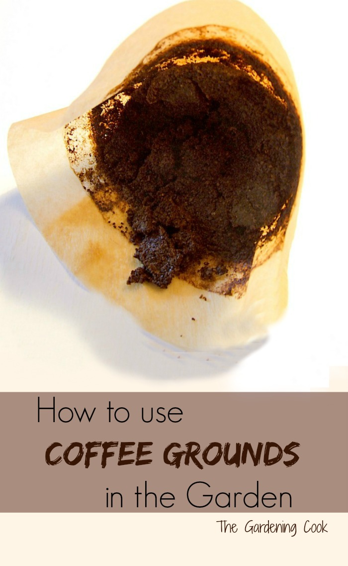 Don't throw those used coffee grounds away. See how to use them in the garden! thegardeningcook.com