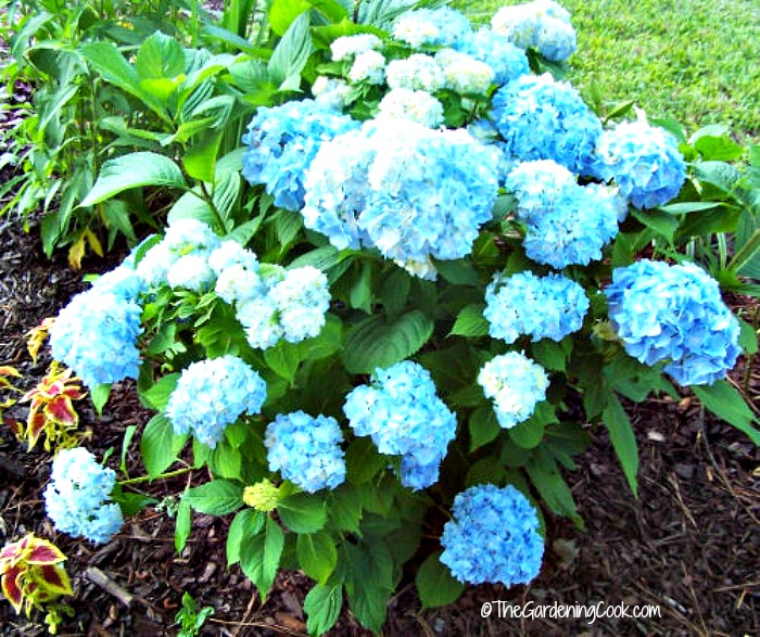 Hydrangeas and other acid loving plants like used coffee grounds