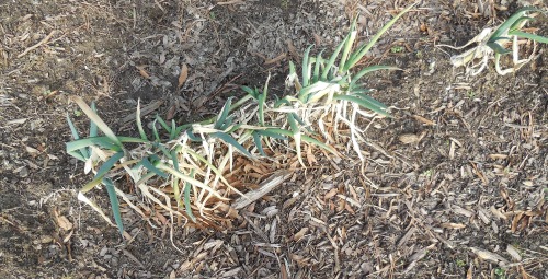 spring onions