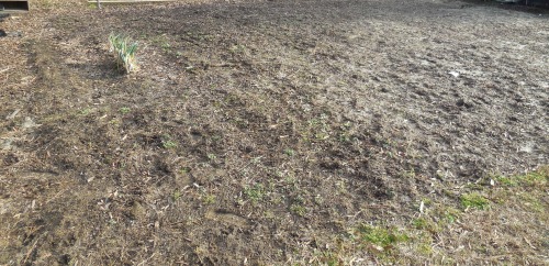 vegetable patch with spring onions and a few weeds.