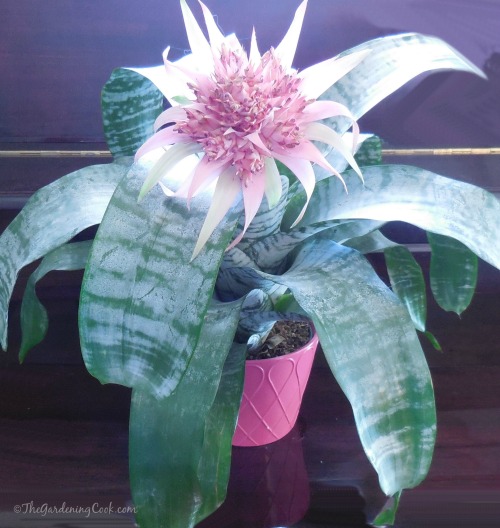 Bromeliad Aechmea Fasciata - long lasting tropical plant
