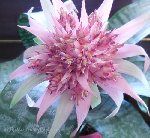 Bromeliad Aechmea Fasciata flower 