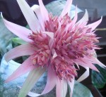 How To Grow Tropical Bromeliad – Aechmea Fasciata
