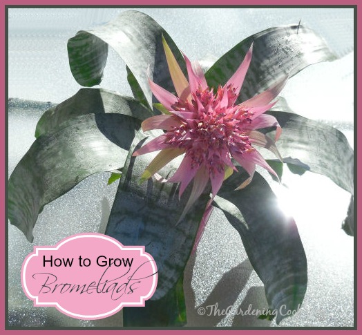 How to Grow Bromeliads - tropical plants with a flower that just won't quit!