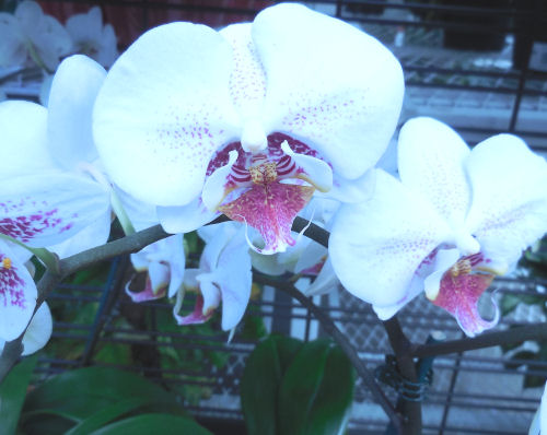 Whtie and pink Moth orchid - Phalaenopsis 