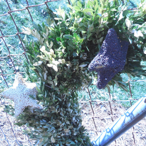 Bird seed ornaments tied to boxwood wreath.