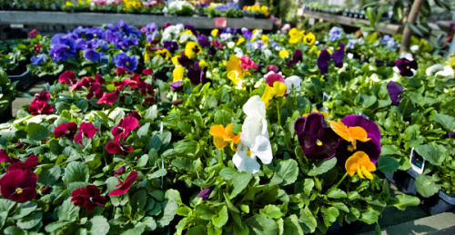 pansies from the garden center
