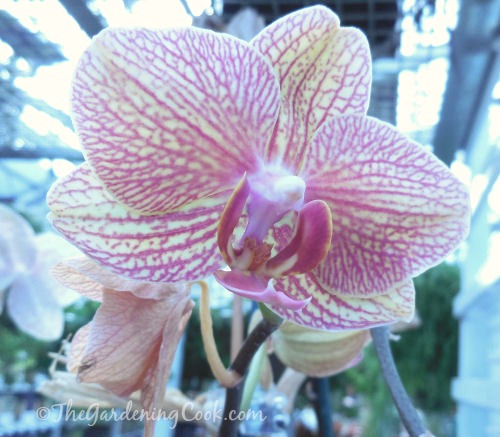 Variegated Moth orchid - Phalaenopsis 