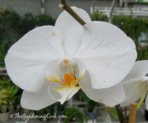 White Moth orchid - Phalaenopsis 
