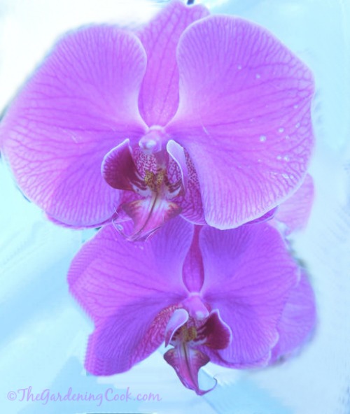 Purple Moth orchid - Phalaenopsis 