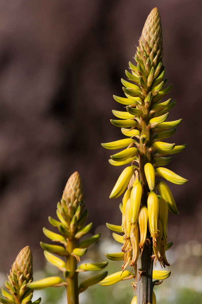 Aloe Vera Flower