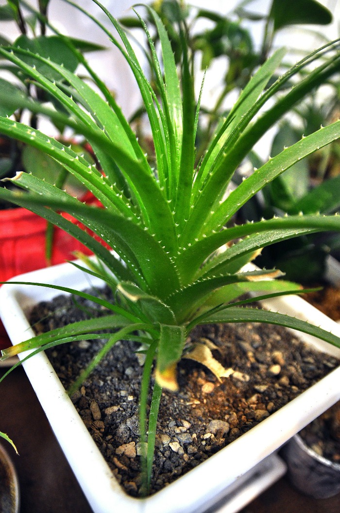 Aloe Vera is a plant with many medicinal qualities