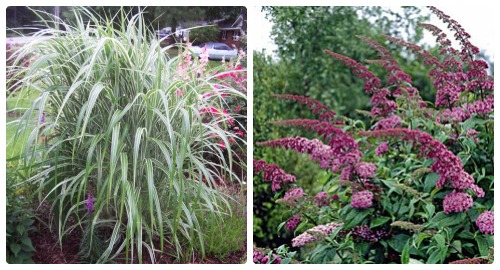 Butterfly bush and Silver Maple for the fence line