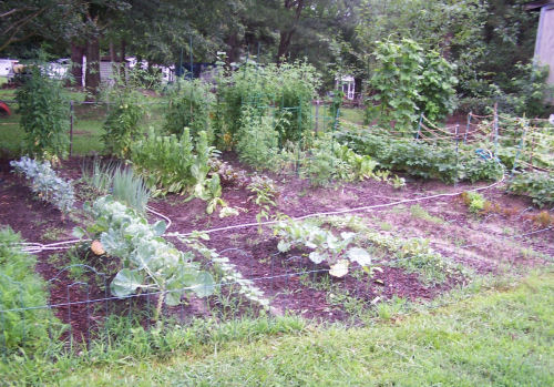 Garden in 2013